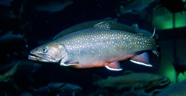 New York's State Fish: the Brook Trout